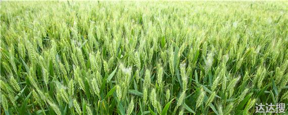 扬麦25小麦品种介绍 扬麦25种子哪里有