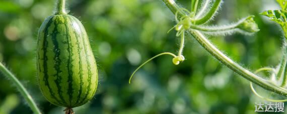 西瓜开花到结果成熟几个月