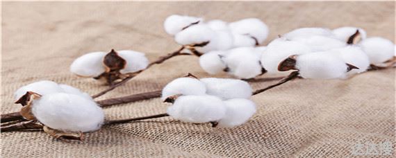 长绒棉生长的自然条件 长绒棉生长在哪里
