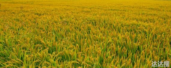 水稻扬花期下大雨有影响吗?