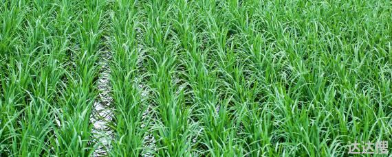 水稻生长周期多少天