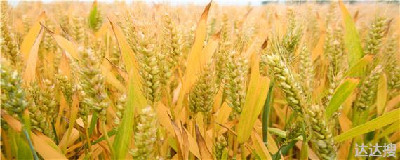 峰川18小麦品种介绍 峰川18小麦品种