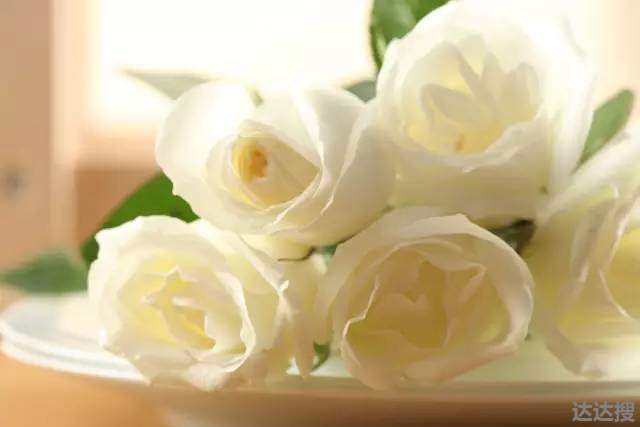 男生送女生白玫瑰什么意思 男生送白玫瑰什么意思