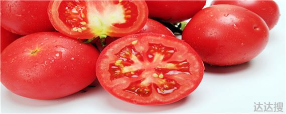 大棚西红柿种植技术与管理