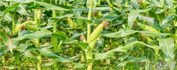 玉米种植技术与管理施肥