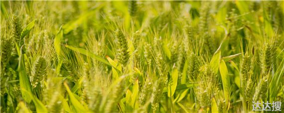 国家一级抗旱小麦品种