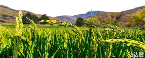 水稻生育期分为几个时期及时间