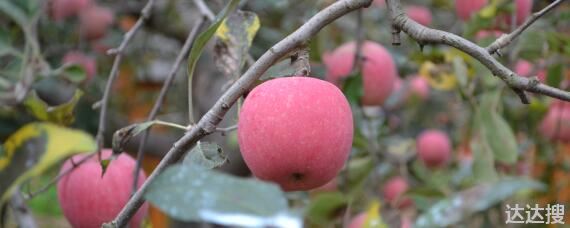 8月份早熟苹果新品种有哪些