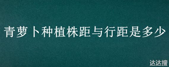 青萝卜种植株距与行距是多少