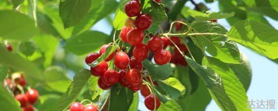 广西樱桃种植条件和区域