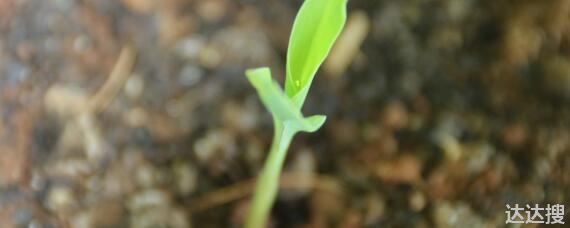 玉米的种植过程简写