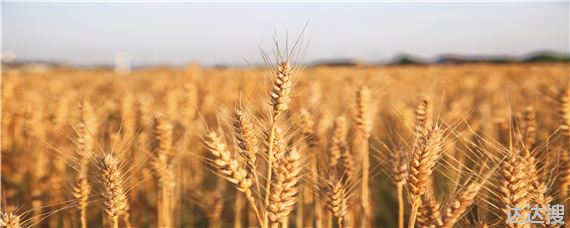 小麦的种植过程