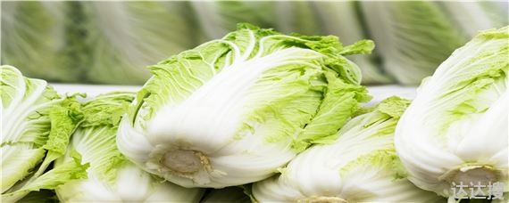 大白菜常见病虫害有哪些