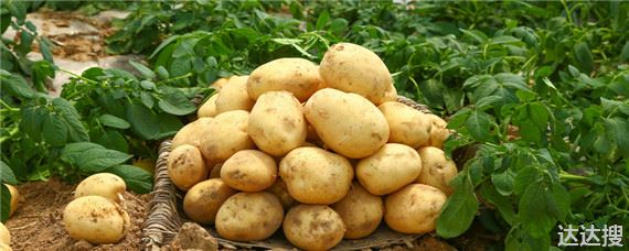 土豆怎么发芽怎么种