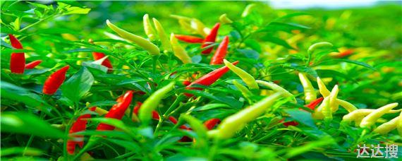 辣椒的主要病虫害有哪些