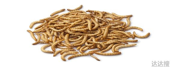 黄粉虫养殖步骤 黄粉虫养殖