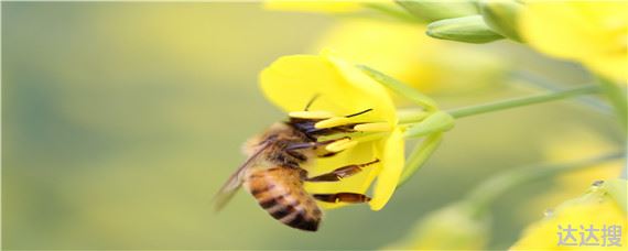蜜蜂怎么抓的回来养 蜜蜂怎么抓来养