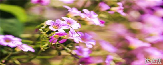 松针土适合种什么花 松针土适合种茉莉花吗