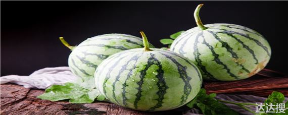 西瓜的种植过程简介