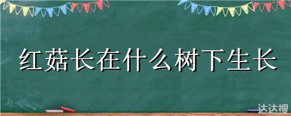 红菇长在什么树下生长