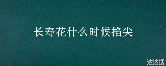长寿花什么时候掐尖