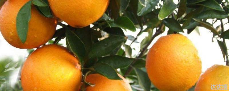 富川脐橙简介！富川脐橙是什么品种？和赣南脐橙哪个好吃
