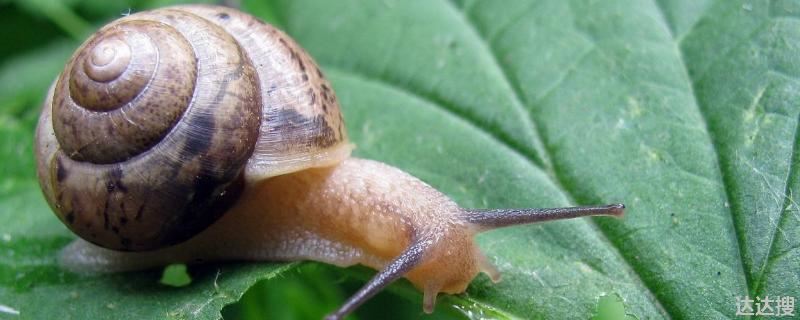 蜗牛的简介和知识！蜗牛的种类有多少种？常见的是什么种类