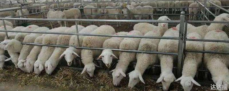 羊的生长周期养一只羊要多久出栏？羊从出生到出栏要多久