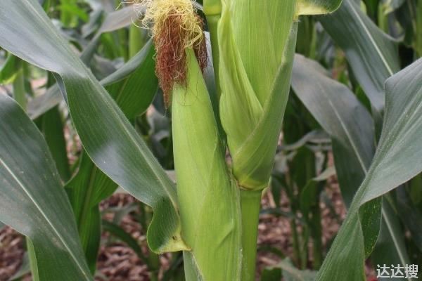 黄淮海地区最稳定的玉米种