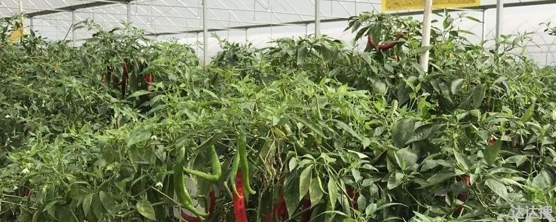 大棚辣椒亩产量一般能达到多少？大棚辣椒亩产量与利润