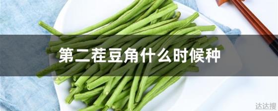 第二茬豆角什么时候种