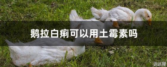 鹅拉白痢可以用土霉素吗