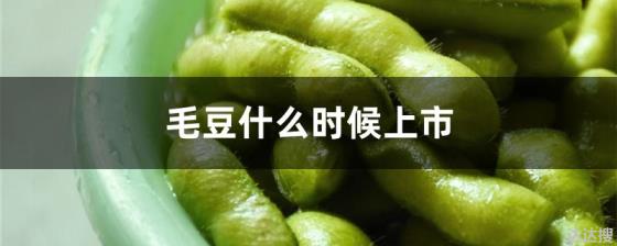 毛豆什么时候上市