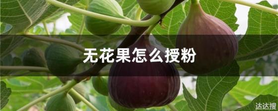 无花果怎么授粉