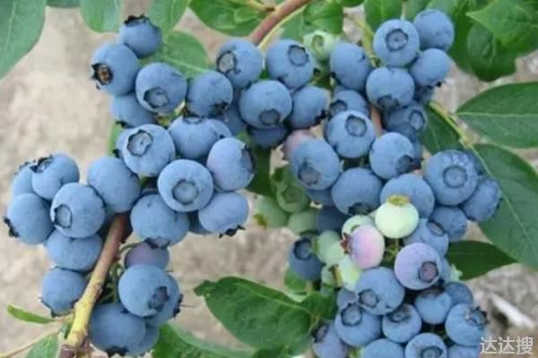 奥尼尔蓝莓品种介绍