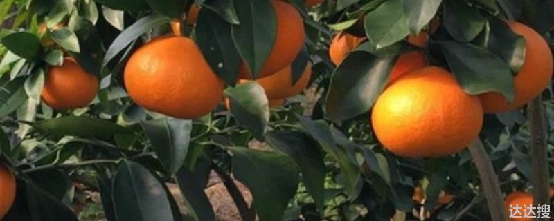 甘平柑橘品种介绍，来源于日本，果皮薄果肉汁多味甜