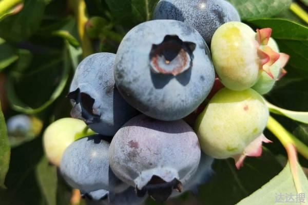 蓝莓品种大全