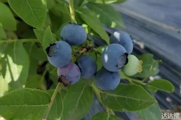 蓝莓品种大全