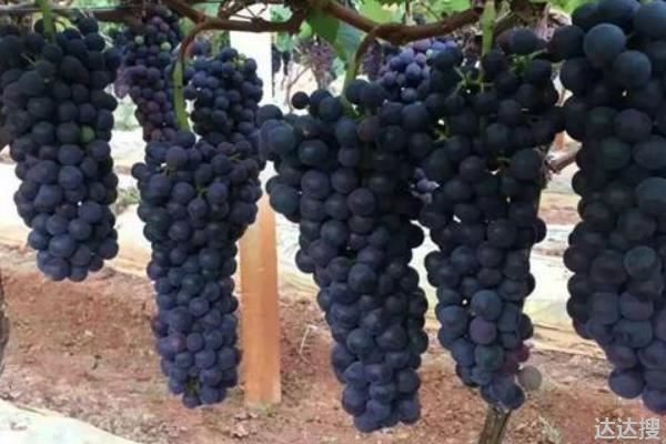 蓝莓葡萄是什么品种