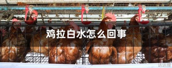 鸡拉白水怎么回事