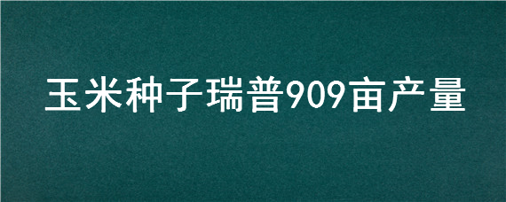 玉米种子瑞普909亩产量