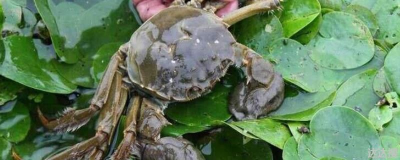 大闸蟹