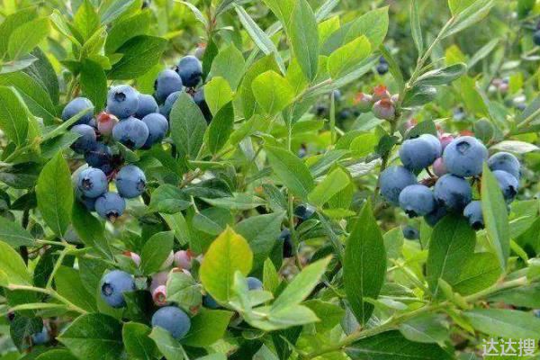 蓝莓苗f6品种优势，附简介