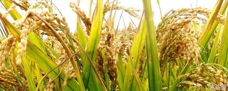 水稻的亩产量是多少斤？一亩地粮食产量多少斤