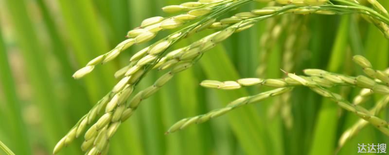 青香优19香水稻品种，特香型水稻品种有哪些