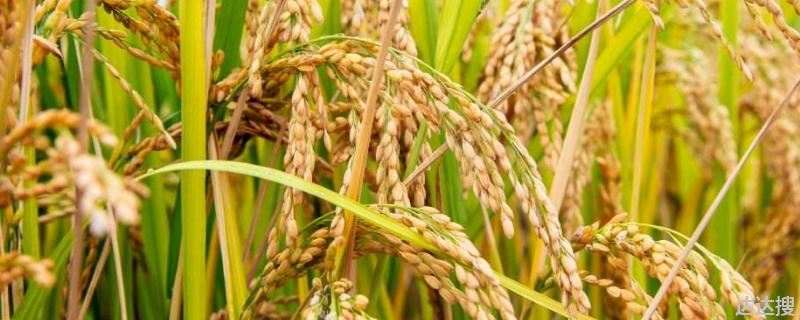 水稻产量的构成三要素是（中国水稻产量三要素）