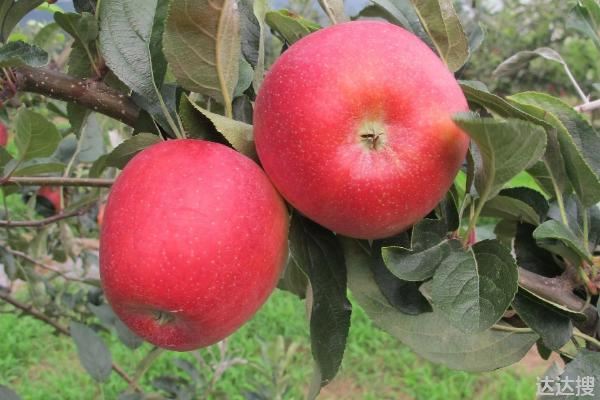 8月份早熟苹果品种有哪些