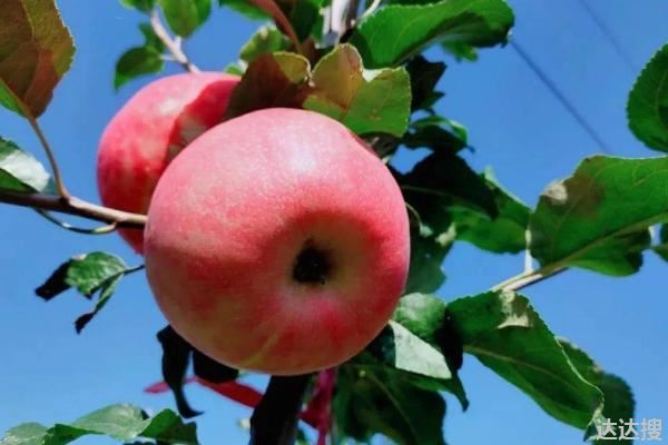 8月份早熟苹果品种有哪些