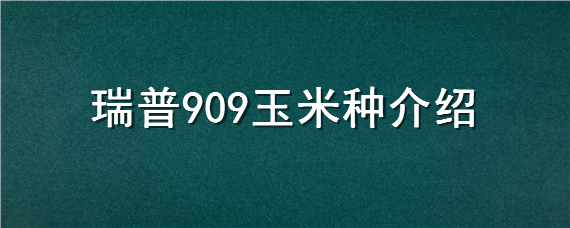 瑞普909玉米种介绍