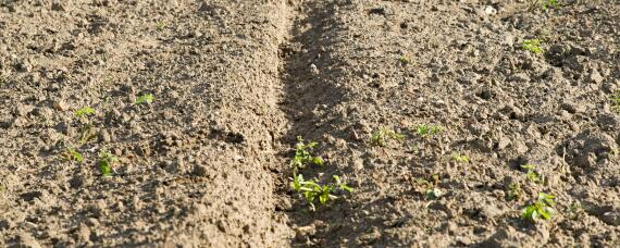 土壤颗粒最细的是什么土